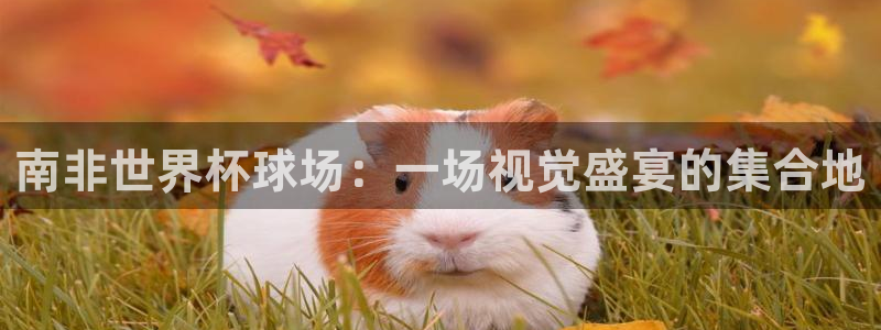 世预赛直播:南非世界杯球场:一场视觉盛宴的集合地